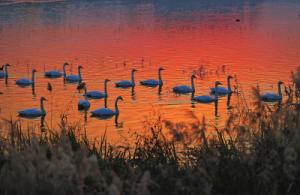 來約！萬只白天鵝在三門峽等你